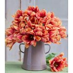 Bazsarózsa virágú tulipán - Callahan