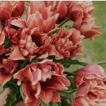 Bazsarózsa virágú tulipán - Callahan