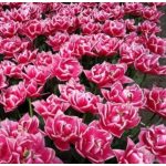 XXL - Bazsarózsa virágú tulipán - Columbus