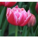 XXL - Bazsarózsa virágú tulipán - Columbus