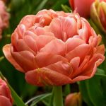 Bazsarózsa virágú tulipán - Garden Flevor