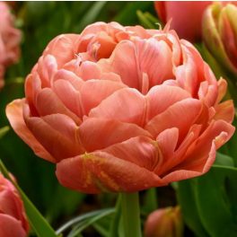 Bazsarózsa virágú tulipán - Garden Flevor