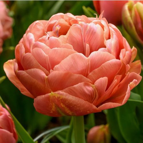 Bazsarózsa virágú tulipán - Garden Flevor