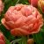 Bazsarózsa virágú tulipán - Garden Flevor