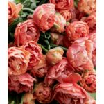 Bazsarózsa virágú tulipán - Garden Flevor