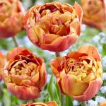 Bazsarózsa virágú tulipán - Garden Flevor