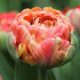 Bazsarózsa virágú tulipán - Gudoshnik Double