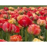 Bazsarózsa virágú tulipán - Gudoshnik Double