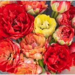 Bazsarózsa virágú tulipán - Gudoshnik Double