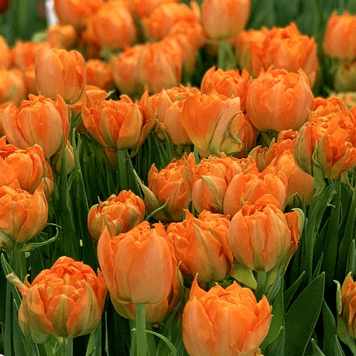 Bazsarózsa virágú tulipán - Gudoshnik Double