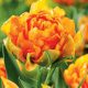 Bazsarózsa virágú tulipán - Gudoshnik Double