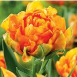 Bazsarózsa virágú tulipán - Gudoshnik Double