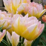 Bazsarózsa virágú tulipán - Gudoshnik Double