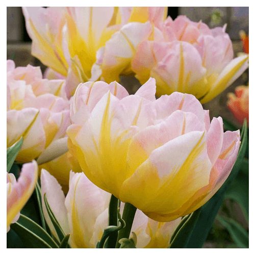 Bazsarózsa virágú tulipán - Gudoshnik Double