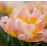 Bazsarózsa virágú tulipán - Gudoshnik Double