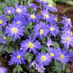 Szellőrózsa Blue Shades (Anemone Blanda, Csinos szellőrózsa)