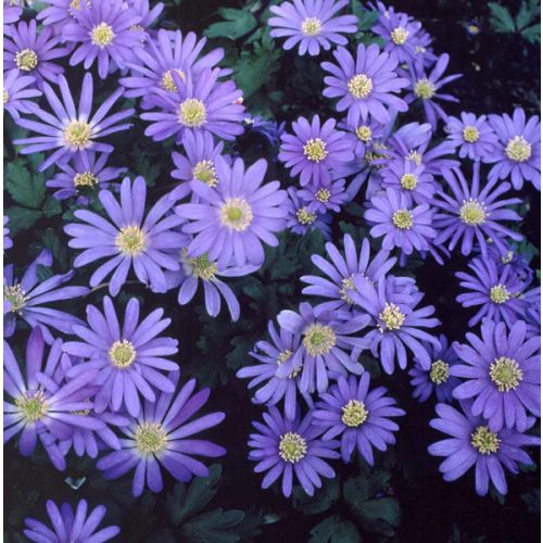Szellőrózsa Blue Shades (Anemone Blanda, Csinos szellőrózsa)
