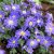 Szellőrózsa Blue Shades (Anemone Blanda, Csinos szellőrózsa)