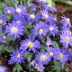 Szellőrózsa Blue Shades (Anemone Blanda, Csinos szellőrózsa)