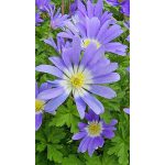 Szellőrózsa Blue Shades (Anemone Blanda, Csinos szellőrózsa)
