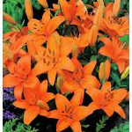 Törpe liliom - Narancs - balkon liliom - Abbersville Pride