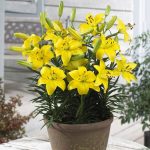 Törpe liliom - Bright Pixie - balkon liliom